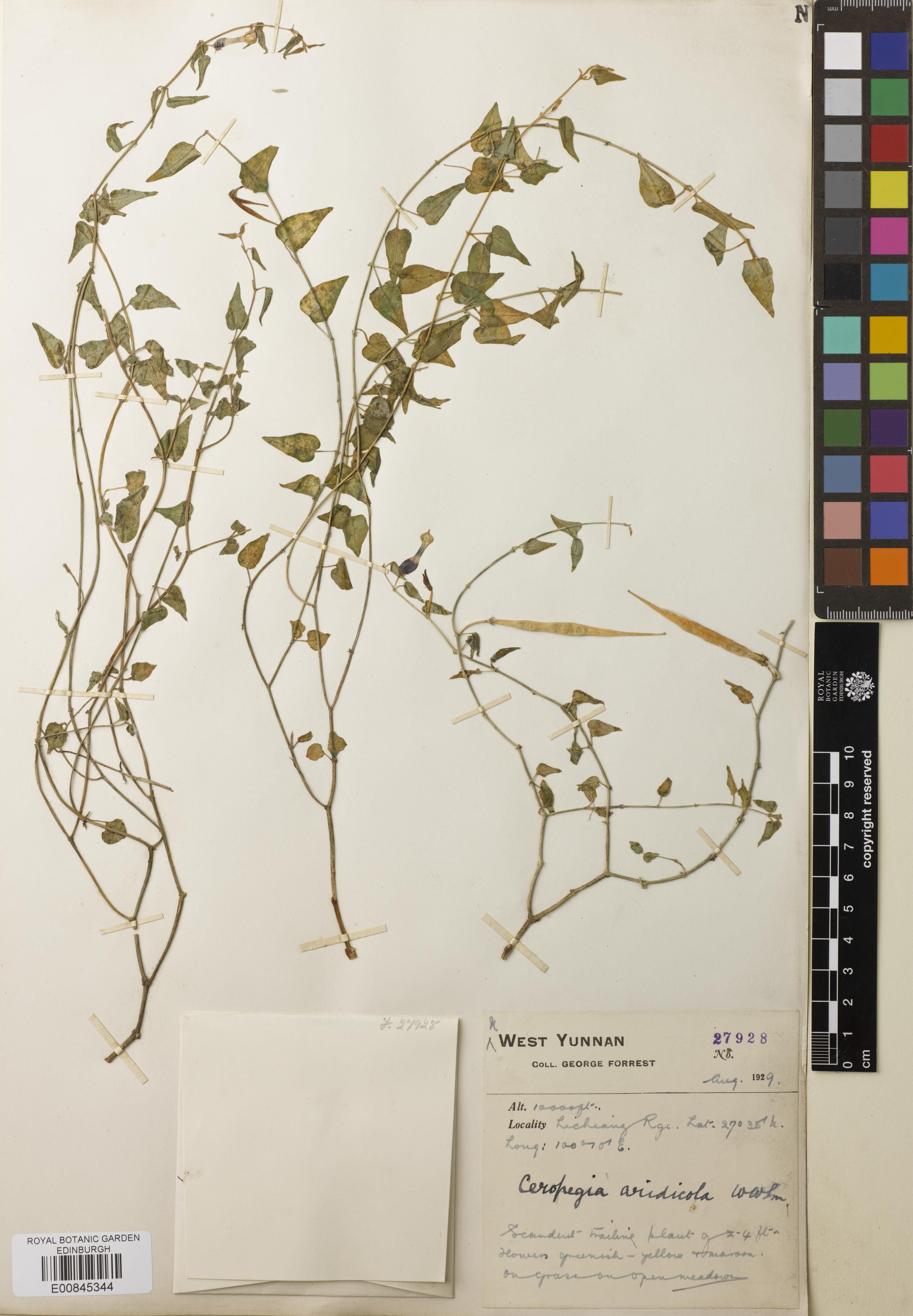 Ceropegia aridicola