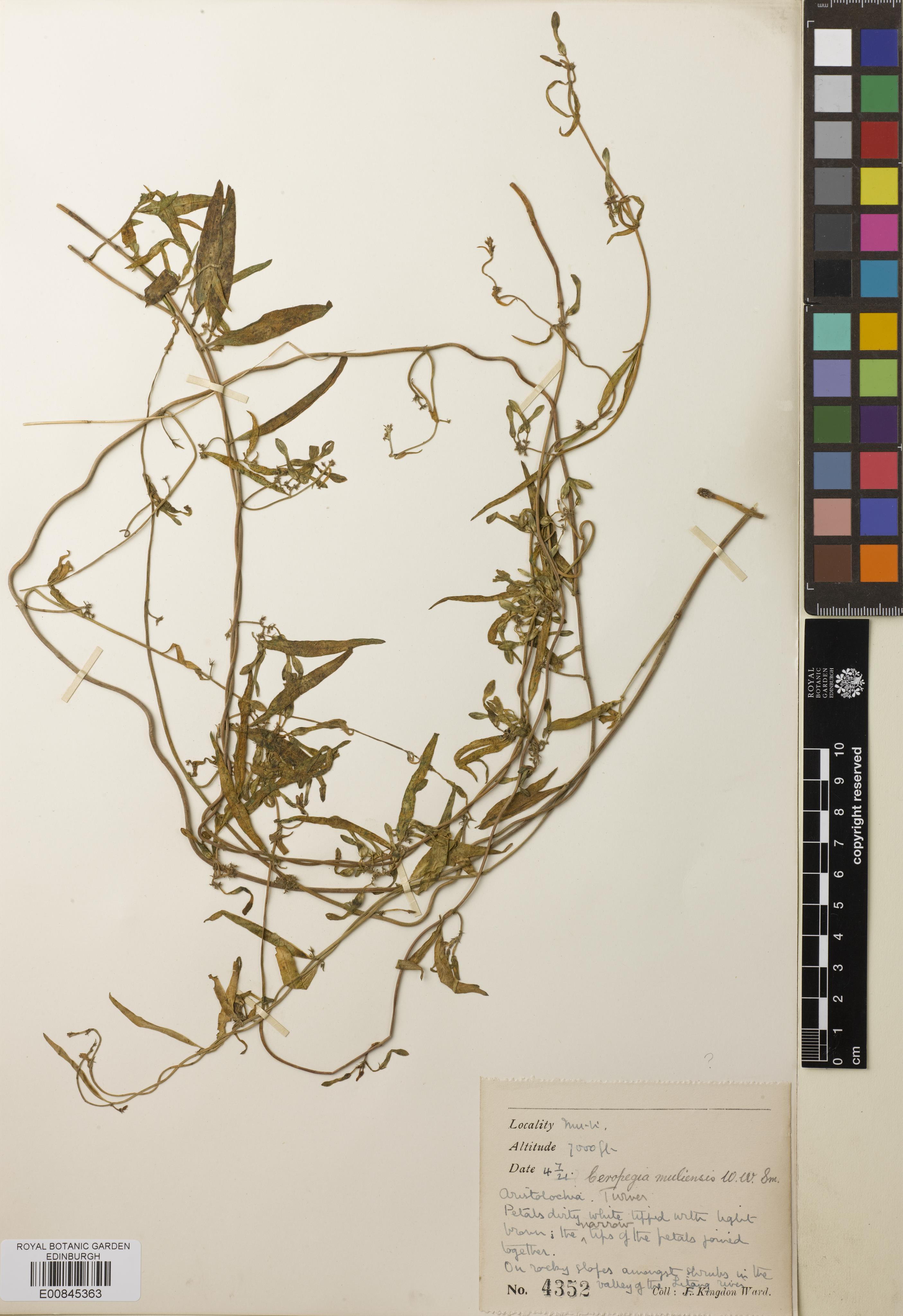 Ceropegia muliensis