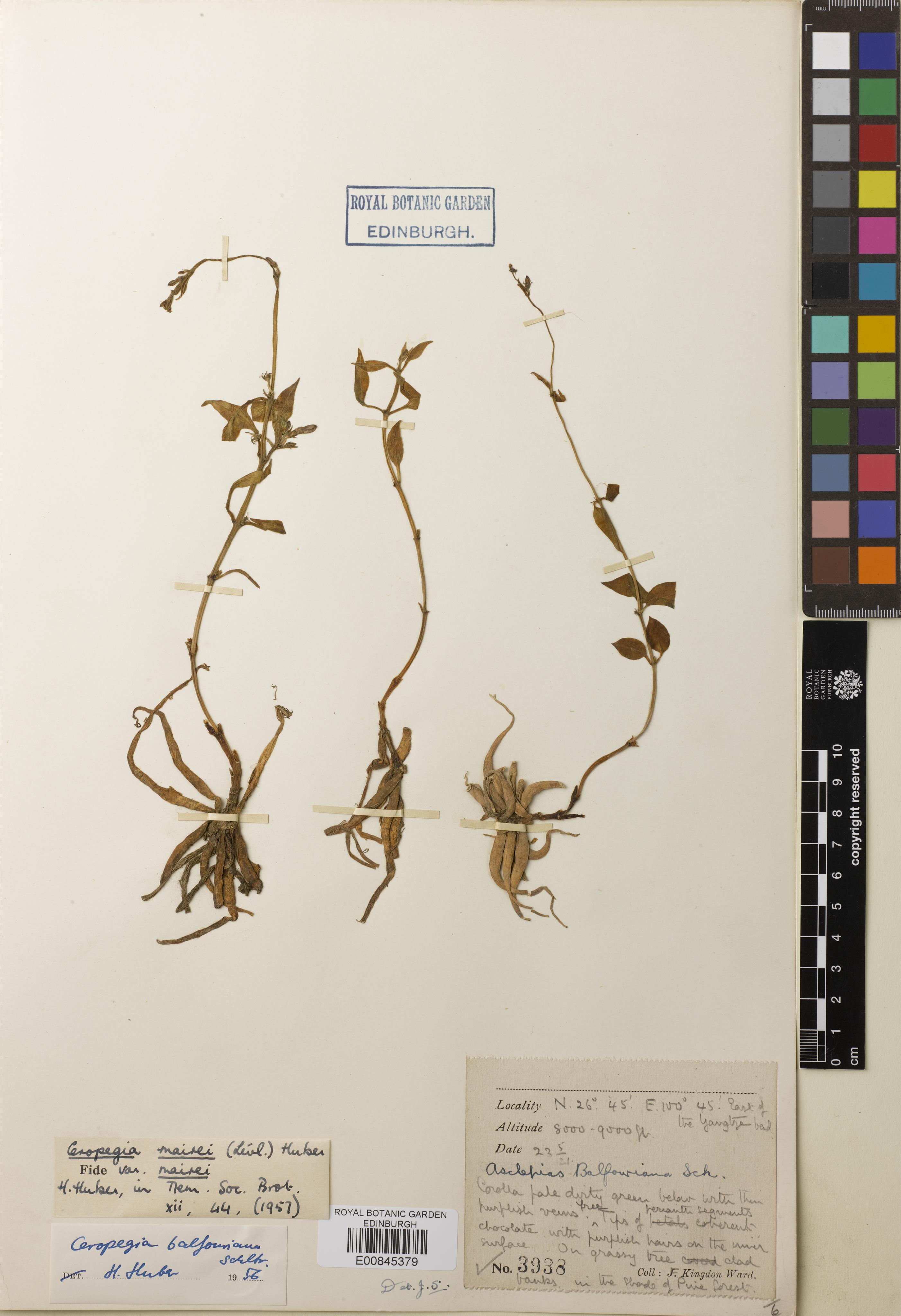 Ceropegia mairei