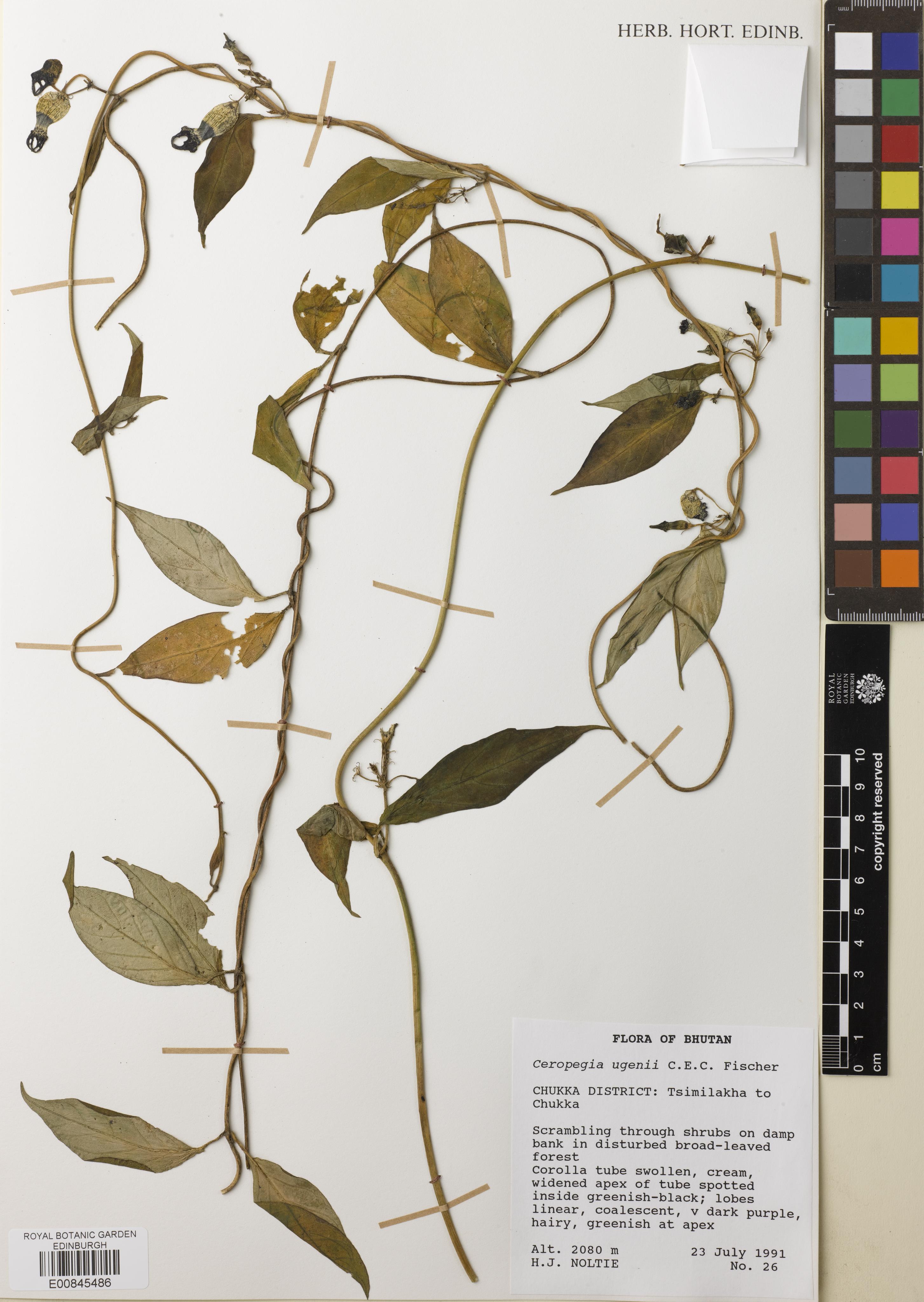 Ceropegia ugeni