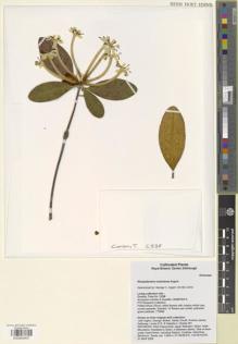 Type specimen at Edinburgh (E). Conlon, Anthony: C538. Barcode: E00850407.