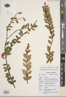 Type specimen at Edinburgh (E). Cultivated Plant of the RBGE (CULTE): . Barcode: E00850913.