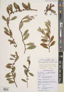 Type specimen at Edinburgh (E). Cultivated Plant of the RBGE (CULTE): . Barcode: E00850914.