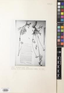 Type specimen at Edinburgh (E). Fomina, A.: 1979. Barcode: E00852344.
