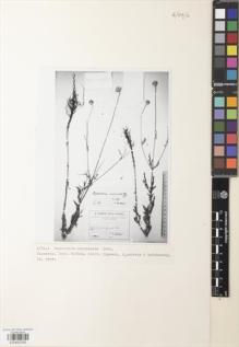 Type specimen at Edinburgh (E). Grossheim, Alexander: . Barcode: E00852355.