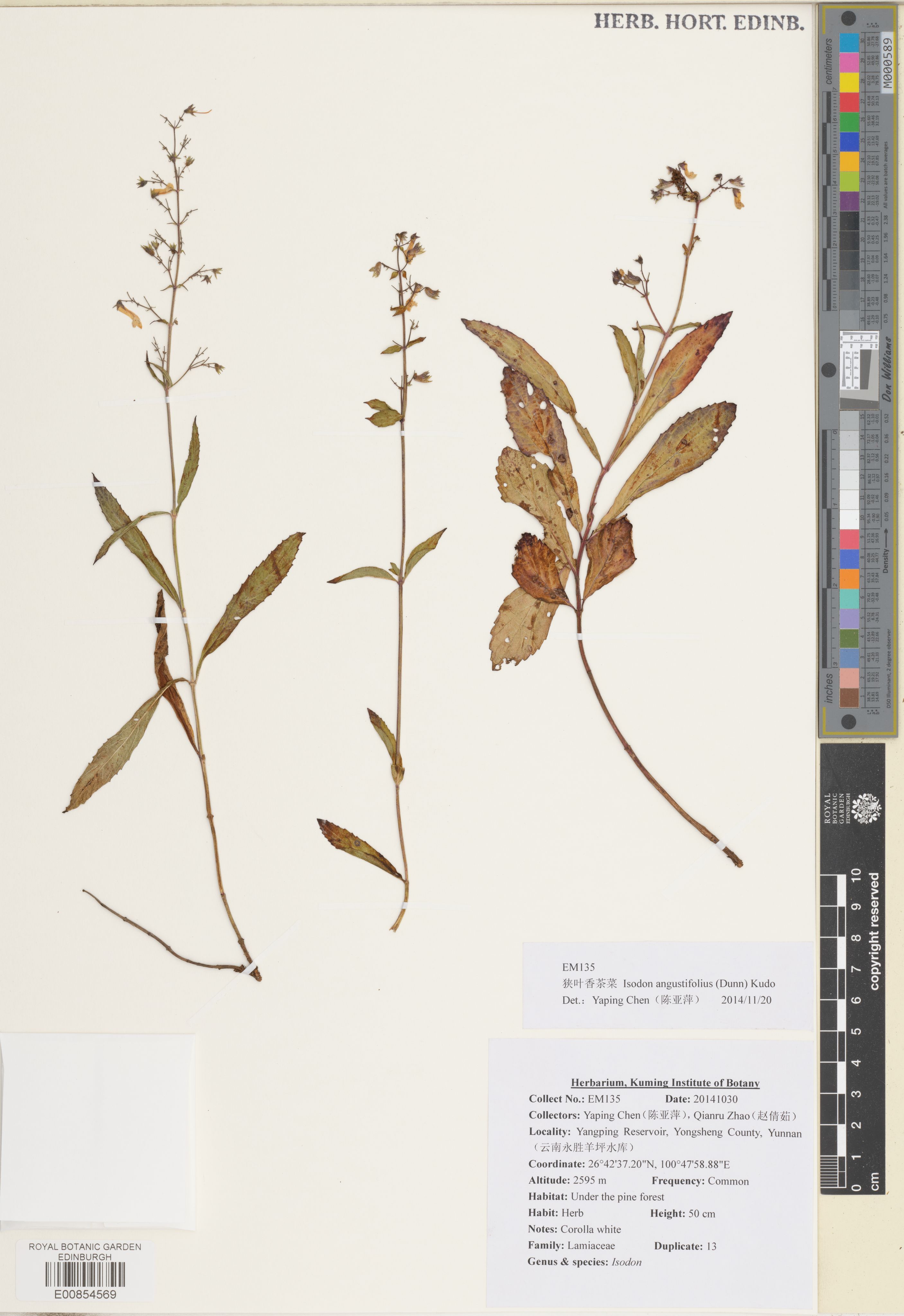 Isodon angustifolius (Isodon angustifolius)