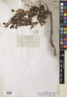 Type specimen at Edinburgh (E). Bang, Miguel: 160. Barcode: E00854618.