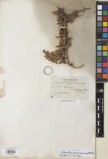 Type specimen at Edinburgh (E). Bang, Miguel: 981. Barcode: E00854619.