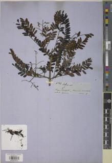 Type specimen at Edinburgh (E). Spruce, Richard: 4549. Barcode: E00854632.