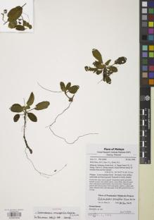 Type specimen at Edinburgh (E). Lim, C.: FRI 56646. Barcode: E00854638.