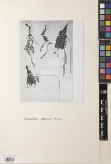 Type specimen at Edinburgh (E). Potanin, Grigorij: . Barcode: E00854933.