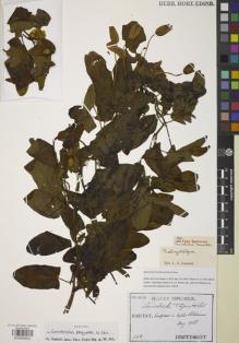 Type specimen at Edinburgh (E). Taquet, Emile: 1162. Barcode: E00855822.