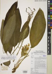 Type specimen at Edinburgh (E). Ly, Ngoc: LY 486. Barcode: E00855953.
