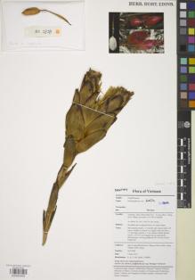 Type specimen at Edinburgh (E). Leong-Skornickova, Jana: JLS 2828. Barcode: E00855994.