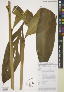 Type specimen at Edinburgh (E). Leong-Skornickova, Jana: JLS 2828. Barcode: E00855995.