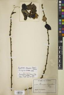 Type specimen at Edinburgh (E). Zenker, Georg: 3300. Barcode: E00870582.