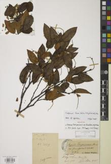 Type specimen at Edinburgh (E). Cavalerie, Pierre: 3135. Barcode: E00870594.