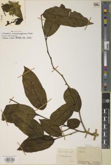 Type specimen at Edinburgh (E). Schomburgk, Robert: 993. Barcode: E00870684.