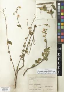 Type specimen at Edinburgh (E). Steinbach, José: 8277. Barcode: E00870824.