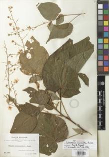 Type specimen at Edinburgh (E). Bang, Miguel: 1411. Barcode: E00870831.