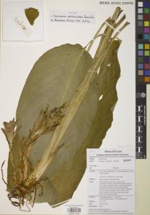 Type specimen at Edinburgh (E). Leong-Skornickova, Jana: JLS 1752. Barcode: E00871709.