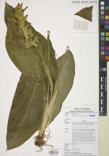 Type specimen at Edinburgh (E). Ly, Ngoc: LY 489. Barcode: E00871710.