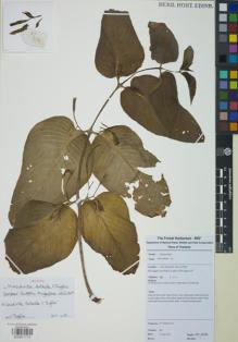 Type specimen at Edinburgh (E). Tetsana, N.: 829. Barcode: E00871713.