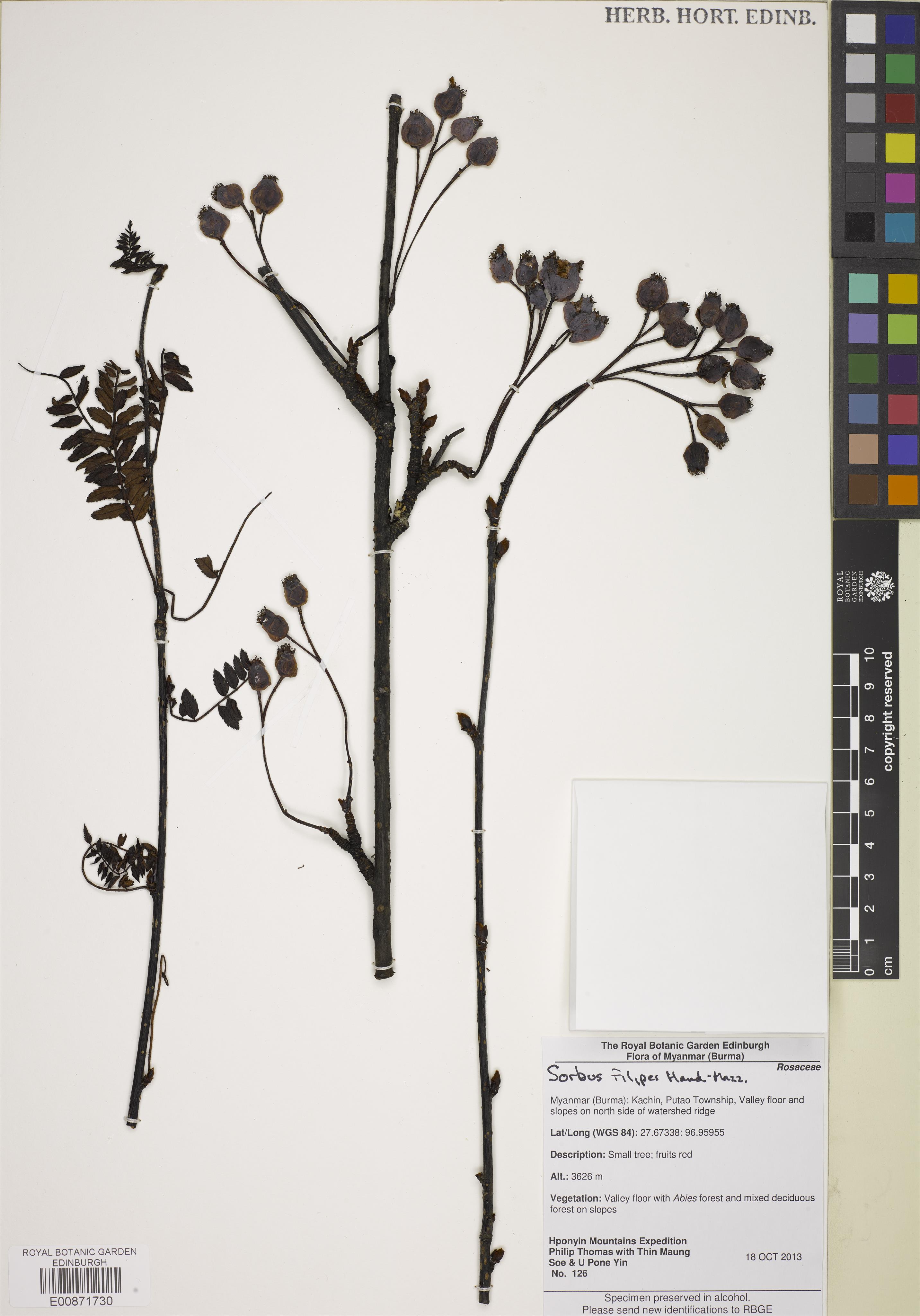 Sorbus filipes (Sorbus filipes)