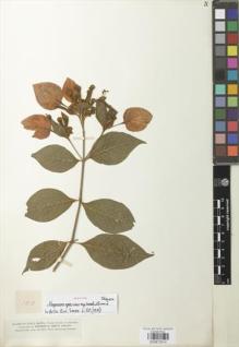 Type specimen at Edinburgh (E). Smith, Herbert: 100. Barcode: E00872614.