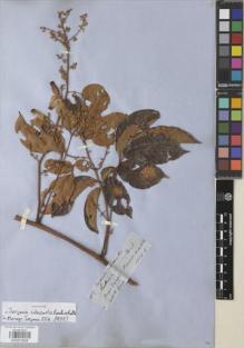 Type specimen at Edinburgh (E). Spruce, Richard: 4139. Barcode: E00872659.