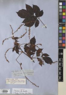 Type specimen at Edinburgh (E). Spruce, Richard: 4559. Barcode: E00872660.