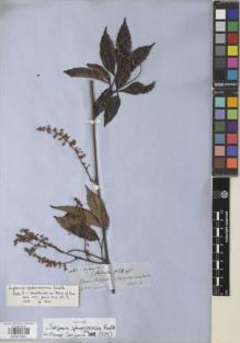 Type specimen at Edinburgh (E). Spruce, Richard: 4060. Barcode: E00872661.
