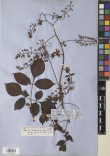 Type specimen at Edinburgh (E). Spruce, Richard: 4540. Barcode: E00872686.