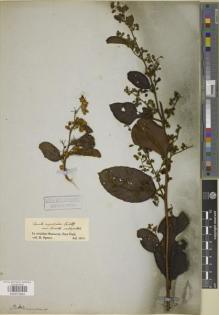 Type specimen at Edinburgh (E). Spruce, Richard: . Barcode: E00872843.