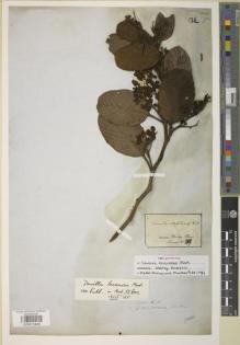 Type specimen at Edinburgh (E). Martius, Carl: 219. Barcode: E00872846.