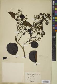 Type specimen at Edinburgh (E). Focke, Hendrick: . Barcode: E00872848.