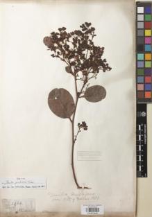 Type specimen at Edinburgh (E). Gardner, George: 2464. Barcode: E00872850.