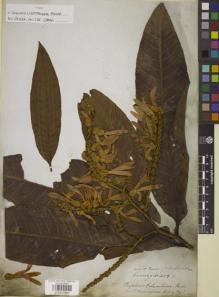 Type specimen at Edinburgh (E). Cuming, Hugh: 1108. Barcode: E00872901.