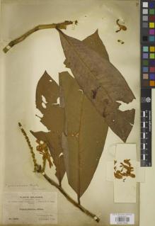 Type specimen at Edinburgh (E). Bang, Miguel: 1600. Barcode: E00872906.