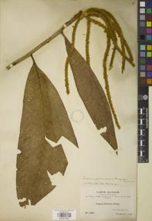 Type specimen at Edinburgh (E). Bang, Miguel: 1601. Barcode: E00872907.