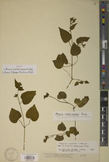 Type specimen at Edinburgh (E). Smith, Herbert: 569. Barcode: E00872978.