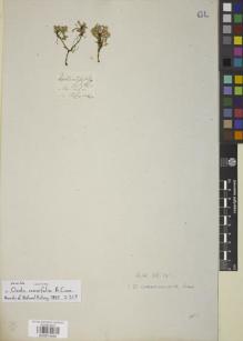 Type specimen at Edinburgh (E). Cunningham, Allan: . Barcode: E00874485.