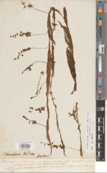 Type specimen at Edinburgh (E). Konig, Johann: . Barcode: E00874728.