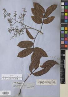 Type specimen at Edinburgh (E). Spruce, Richard: 4268. Barcode: E00875242.