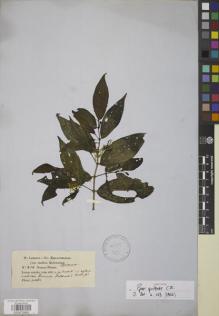 Type specimen at Edinburgh (E). Jameson, William: 414. Barcode: E00875865.