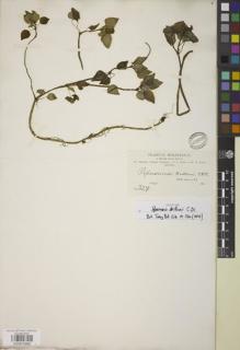 Type specimen at Edinburgh (E). Bang, Miguel: 329. Barcode: E00875868.