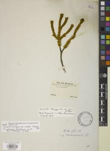 Type specimen at Edinburgh (E). Sellow, Friedrich: . Barcode: E00875872.