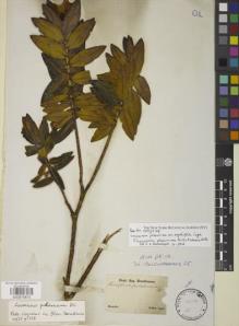 Type specimen at Edinburgh (E). Sellow, Friedrich: . Barcode: E00875873.