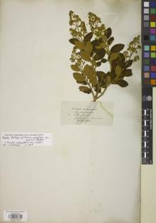 Type specimen at Edinburgh (E). Jameson, William: . Barcode: E00875876.