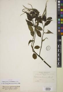 Type specimen at Edinburgh (E). Bang, Miguel: 331. Barcode: E00875880.